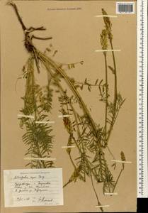 Astragalus asper Jacq., Caucasus, Stavropol Krai, Karachay-Cherkessia & Kabardino-Balkaria (K1b) (Russia)