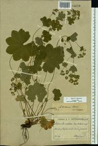 Alchemilla wichurae (Buser) Stefansson, Eastern Europe, Moscow region (E4a) (Russia)