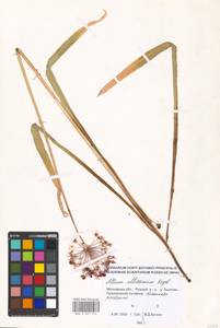 Allium altissimum Regel, Eastern Europe, Moscow region (E4a) (Russia)