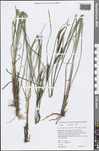 Carex acuta L., Siberia, Baikal & Transbaikal region (S4) (Russia)