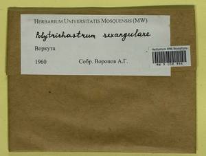 Polytrichastrum sexangulare (Flörke ex Brid.) G.L. Sm., Bryophytes, Bryophytes - European North East (B7) (Russia)