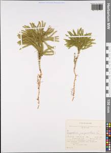 Dendrolycopodium juniperoideum (Sw.) A. Haines, Siberia, Russian Far East (S6) (Russia)