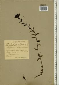 Bartsia alpina L., Eastern Europe, Northern region (E1) (Russia)
