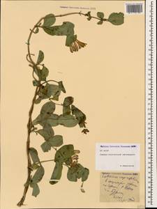 Lonicera caprifolium L., Caucasus, North Ossetia, Ingushetia & Chechnya (K1c) (Russia)