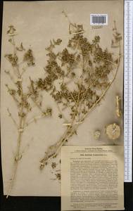 Seidlitzia rosmarinus Ehrenb. ex Boiss., Middle Asia, Syr-Darian deserts & Kyzylkum (M7)