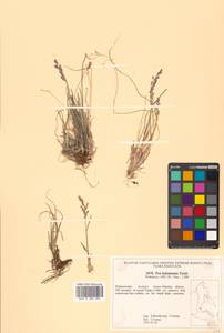 Poa kolymensis Tzvelev, Siberia, Russian Far East (S6) (Russia)