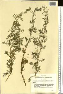 Artemisia stechmanniana Besser, Siberia, Altai & Sayany Mountains (S2) (Russia)