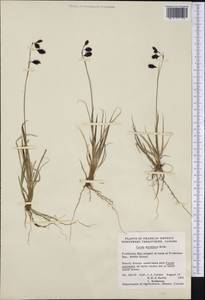 Carex atrofusca Schkuhr, America (AMER) (Canada)