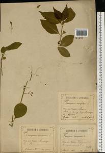 Euonymus europaeus L., Eastern Europe, Central forest-and-steppe region (E6) (Russia)