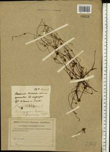 Cuscuta europaea L., Eastern Europe, North-Western region (E2) (Russia)