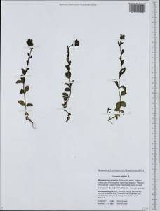 Veronica alpina L., Eastern Europe, Northern region (E1) (Russia)