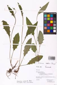 Hieracium lachenalii subsp. deductum (Sudre) Greuter, Eastern Europe, Moscow region (E4a) (Russia)