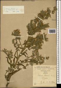 Echium italicum subsp. biebersteinii (Lacaita) Greuter & Burdet, Caucasus, Georgia (K4) (Georgia)