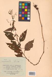 Koenigia limosa (Kom.) T. M. Schust. & Reveal, Siberia, Russian Far East (S6) (Russia)