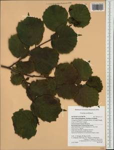 Corylus avellana L., Western Europe (EUR) (United Kingdom)