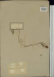Trifolium fragiferum L., Eastern Europe, South Ukrainian region (E12) (Ukraine)