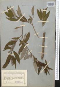 Salix triandra L., Middle Asia, Northern & Central Kazakhstan (M10) (Kazakhstan)