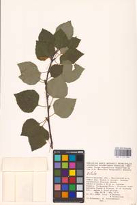 Betula, Eastern Europe, Lower Volga region (E9) (Russia)