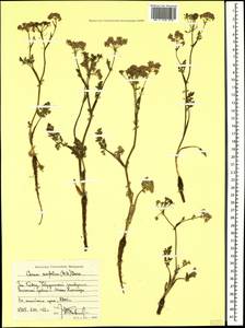 Carum meifolium (M. Bieb.) Boiss., Caucasus, Stavropol Krai, Karachay-Cherkessia & Kabardino-Balkaria (K1b) (Russia)