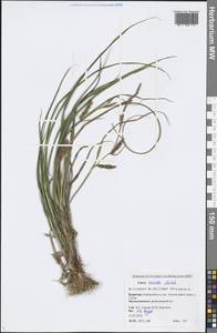 Carex vesicata Meinsh., Siberia, Baikal & Transbaikal region (S4) (Russia)