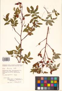 Rosa davurica Pall., Siberia, Russian Far East (S6) (Russia)