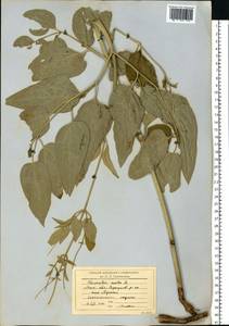 Clematis recta L., Eastern Europe, Moscow region (E4a) (Russia)