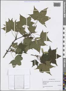 Acer pictum subsp. mono (Maxim.) H. Ohashi, Siberia, Russian Far East (S6) (Russia)