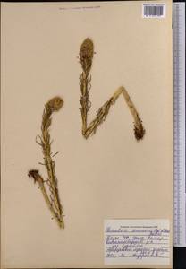Rhodiola semenovii (Regel & Herder) Boriss., Middle Asia, Pamir & Pamiro-Alai (M2) (Tajikistan)