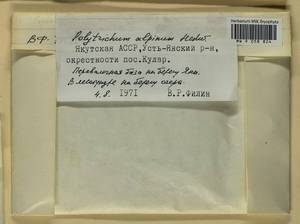 Polytrichastrum alpinum (Hedw.) G.L. Sm., Bryophytes, Bryophytes - Yakutia (B19) (Russia)