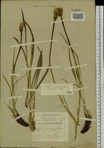 Takhtajaniantha austriaca (Willd.) Zaika, Sukhor. & N. Kilian, Siberia, Baikal & Transbaikal region (S4) (Russia)