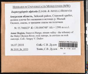 Isopterygiella alpicola (Lindb.) Ignatov & Ignatova, Bryophytes, Bryophytes - Russian Far East (excl. Chukotka & Kamchatka) (B20) (Russia)