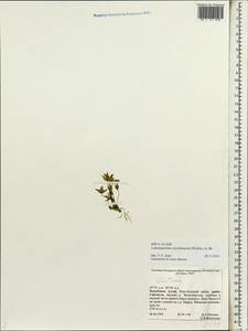 Lomatogonium carinthiacum (Wulfen) Reichenb., Siberia, Altai & Sayany Mountains (S2) (Russia)
