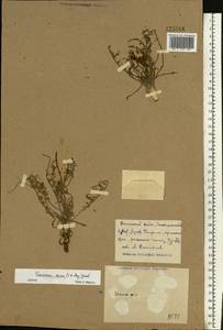 Scorzonera cana (C. A. Mey.) O. Hoffm., Middle Asia, Caspian Ustyurt & Northern Aralia (M8) (Kazakhstan)