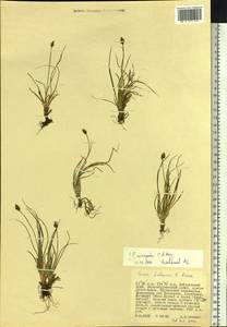 Carex micropoda C.A.Mey., Siberia, Russian Far East (S6) (Russia)