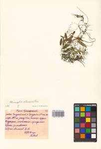 Potamogeton octandrus, Siberia, Russian Far East (S6) (Russia)
