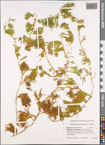 Diphasiastrum alpinum (L.) Holub, Siberia, Baikal & Transbaikal region (S4) (Russia)