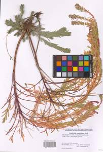 Euphorbia seguieriana Neck., Eastern Europe, Eastern region (E10) (Russia)