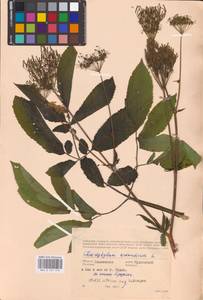 Chaerophyllum aromaticum L., Eastern Europe, Western region (E3) (Russia)