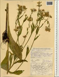 Aster tataricus L. fil., Mongolia (MONG) (Mongolia)