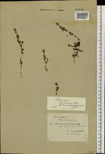 Thymus extremus Klokov, Siberia, Central Siberia (S3) (Russia)