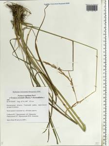 Festuca orientalis (Boiss.) B.Fedtsch., Eastern Europe, Central forest region (E5) (Russia)