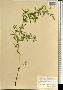 Galium boreale L., Mongolia (MONG) (Mongolia)