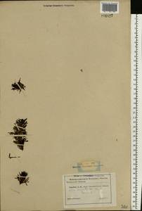 Ajuga chamaepitys (L.) Schreb., Crimea (KRYM) (Russia)