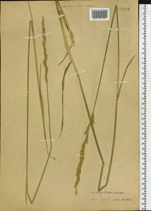 Leymus chinensis (Trin.) Tzvelev, Siberia, Altai & Sayany Mountains (S2) (Russia)