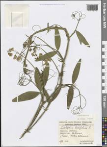 Lathyrus sylvestris L., Caucasus, Georgia (K4) (Georgia)