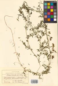 Vicia hirsuta (L.) Gray, Siberia, Russian Far East (S6) (Russia)