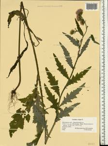 Carduus crispus L., Eastern Europe, Central forest-and-steppe region (E6) (Russia)