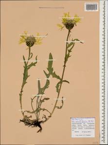 Centaurea cheiranthifolia Willd., Caucasus, Krasnodar Krai & Adygea (K1a) (Russia)