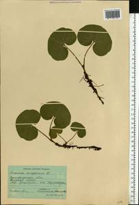 Asarum europaeum L., Eastern Europe, Central forest-and-steppe region (E6) (Russia)