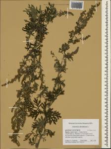 Artemisia absinthium L., Crimea (KRYM) (Russia)